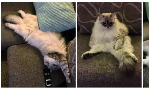 Vier foto's van een pluizige kat die languit ligt op een stoffen bank. De kat wisselt van positie, van opgerold tot languit gestrekt.