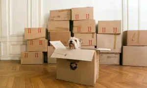 Een hond kijkt vanuit een open verhuisdoos, omringd door stapels dozen. Een beetje zoals opruimen voor je doodgaat, maar dan met een vrolijke viervoeter.