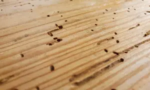 Gaten en gangen in hout, tekenen van houtworm in meubels.