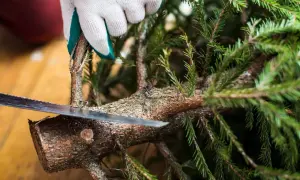 Met een zaag wordt een tak van de kerstboom eruit gezaagd.