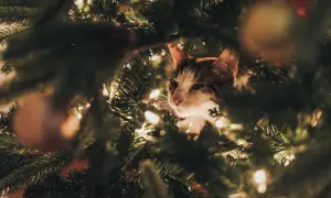 Een kat verstopt zich in een kerstboom, die giftig kan zijn voor katten.