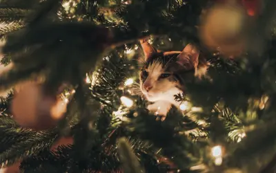 Een kat verstopt zich in een kerstboom, die giftig kan zijn voor katten.