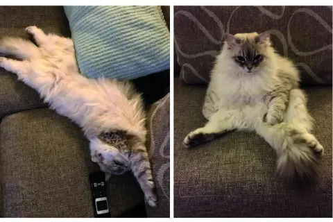 Vier foto's van een pluizige kat die languit ligt op een stoffen bank. De kat wisselt van positie, van opgerold tot languit gestrekt.