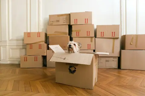 Een hond kijkt vanuit een open verhuisdoos, omringd door stapels dozen. Een beetje zoals opruimen voor je doodgaat, maar dan met een vrolijke viervoeter.