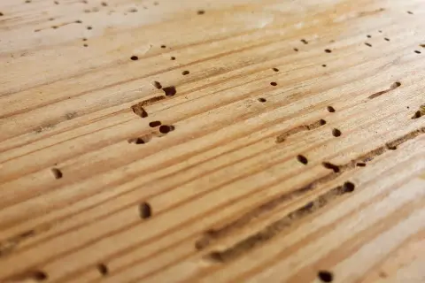 Gaten en gangen in hout, tekenen van houtworm in meubels.