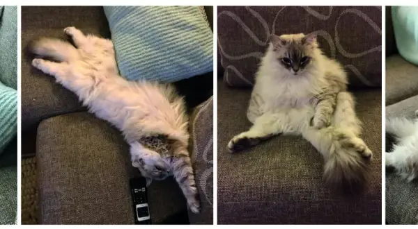 Vier foto's van een pluizige kat die languit ligt op een stoffen bank. De kat wisselt van positie, van opgerold tot languit gestrekt.