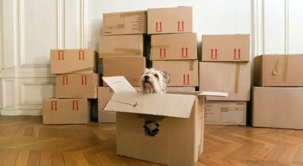 Een hond kijkt vanuit een open verhuisdoos, omringd door stapels dozen. Een beetje zoals opruimen voor je doodgaat, maar dan met een vrolijke viervoeter.