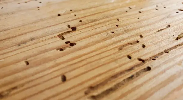 Gaten en gangen in hout, tekenen van houtworm in meubels.
