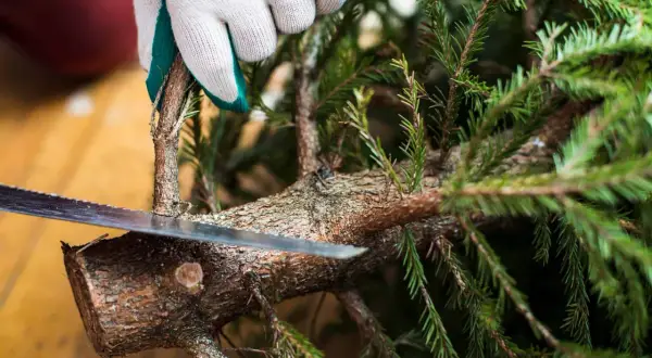 Met een zaag wordt een tak van de kerstboom eruit gezaagd.