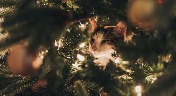 Een kat verstopt zich in een kerstboom, die giftig kan zijn voor katten.