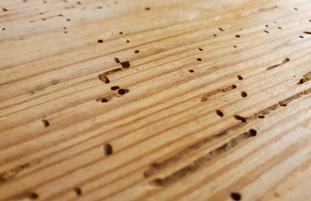 Gaten en gangen in hout, tekenen van houtworm in meubels.