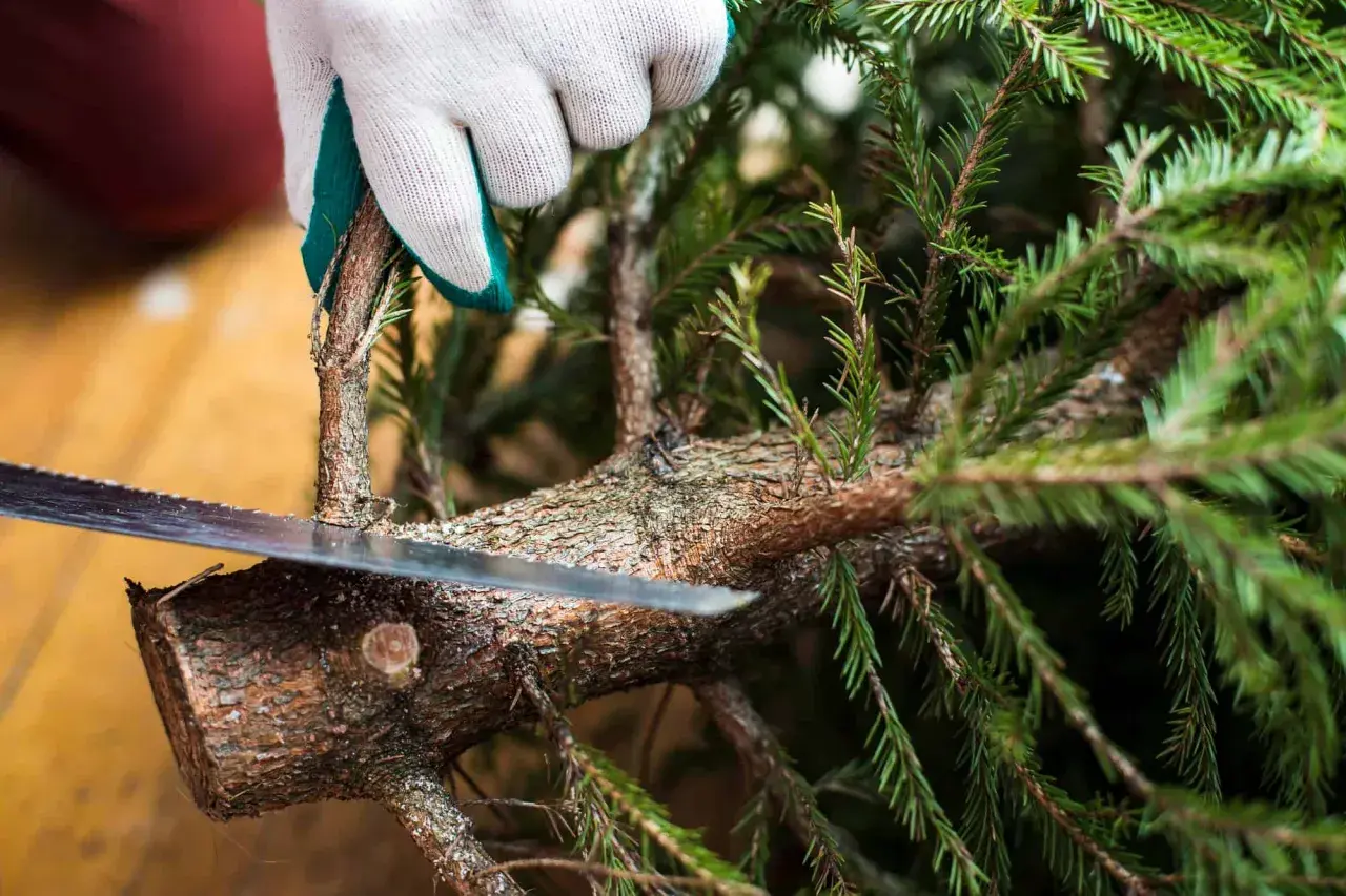 Met een zaag wordt een tak van de kerstboom eruit gezaagd.