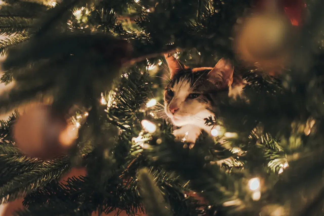 Een kat verstopt zich in een kerstboom, die giftig kan zijn voor katten.