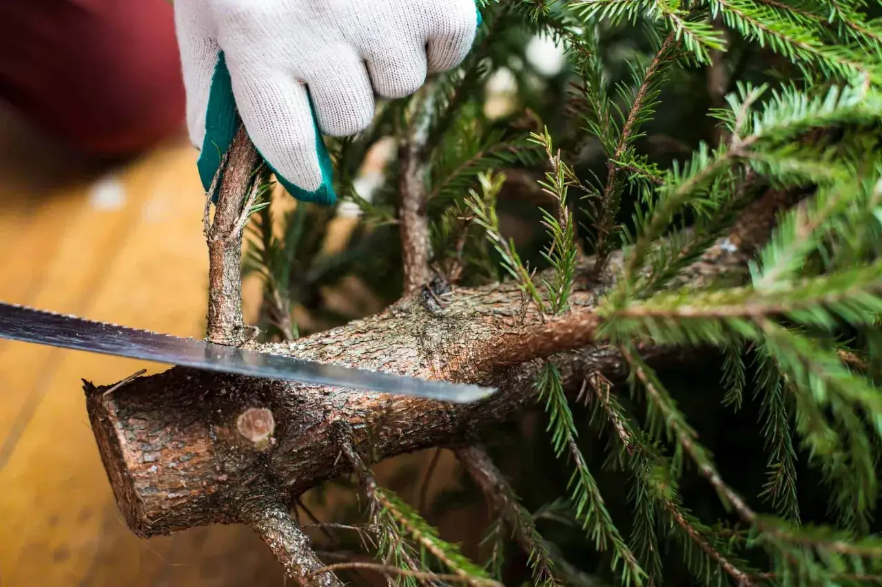 Met een zaag wordt een tak van de kerstboom eruit gezaagd.