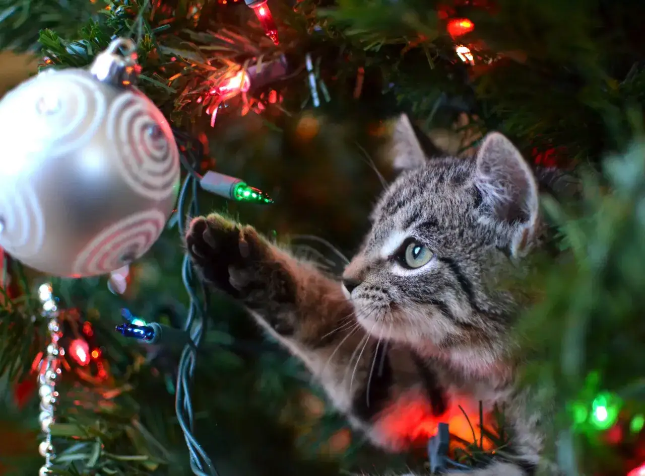 Een katje speelt met kerstversiering, maar let op: de kerstboom is giftig voor katten.