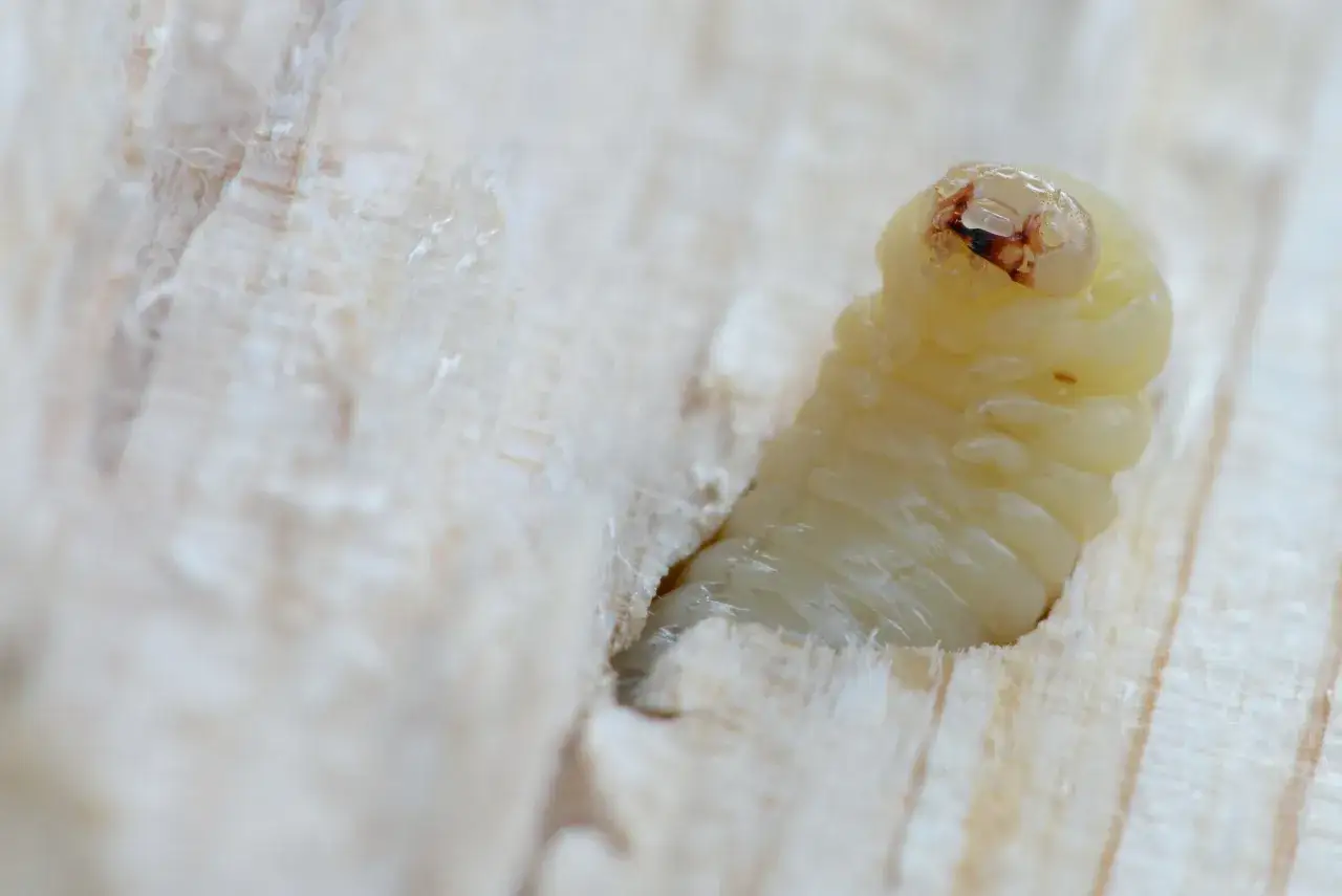 Een houtworm, de larve van een kever, graaft zich een weg door het hout van een meubelstuk.