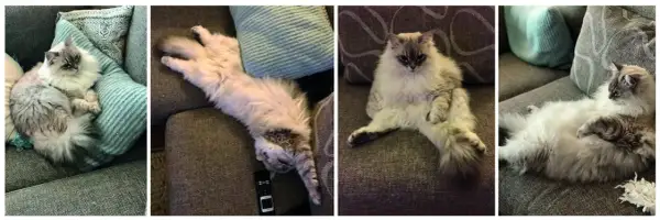 Vier foto's van een pluizige kat die languit ligt op een stoffen bank. De kat wisselt van positie, van opgerold tot languit gestrekt.