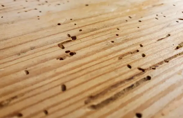 Gaten en gangen in hout, tekenen van houtworm in meubels.