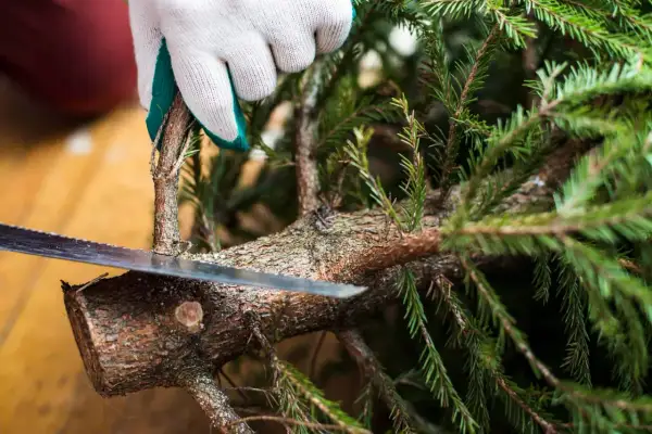 Met een zaag wordt een tak van de kerstboom eruit gezaagd.