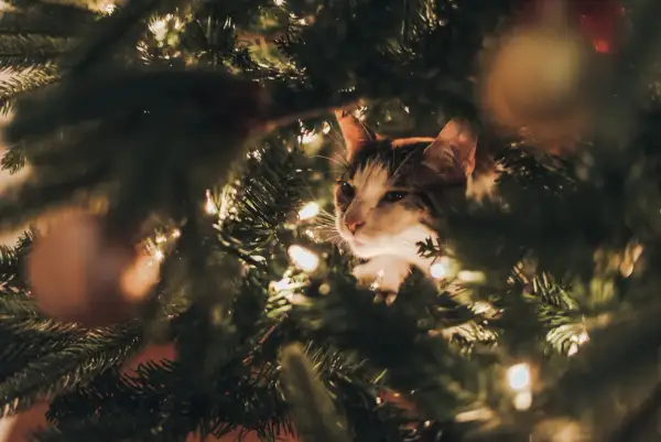 Een kat verstopt zich in een kerstboom, die giftig kan zijn voor katten.
